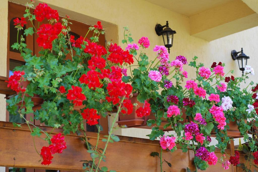 Casa Anca Boutique Hotel Тимишу-де-Жос Экстерьер фото